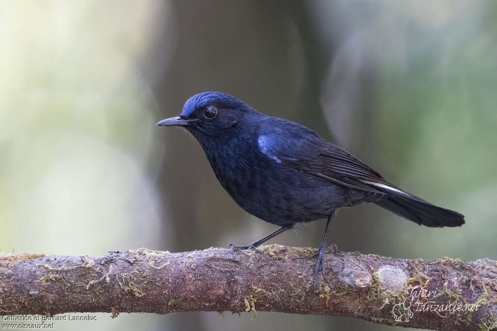 White-tailed Robin male adult, pigmentation