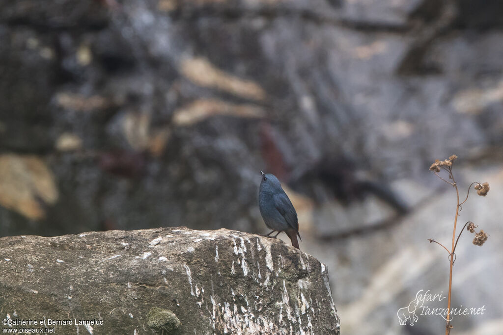 Plumbeous Water Redstart male adult