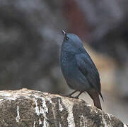 Plumbeous Water Redstart