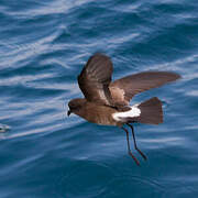 Elliot's Storm Petrel