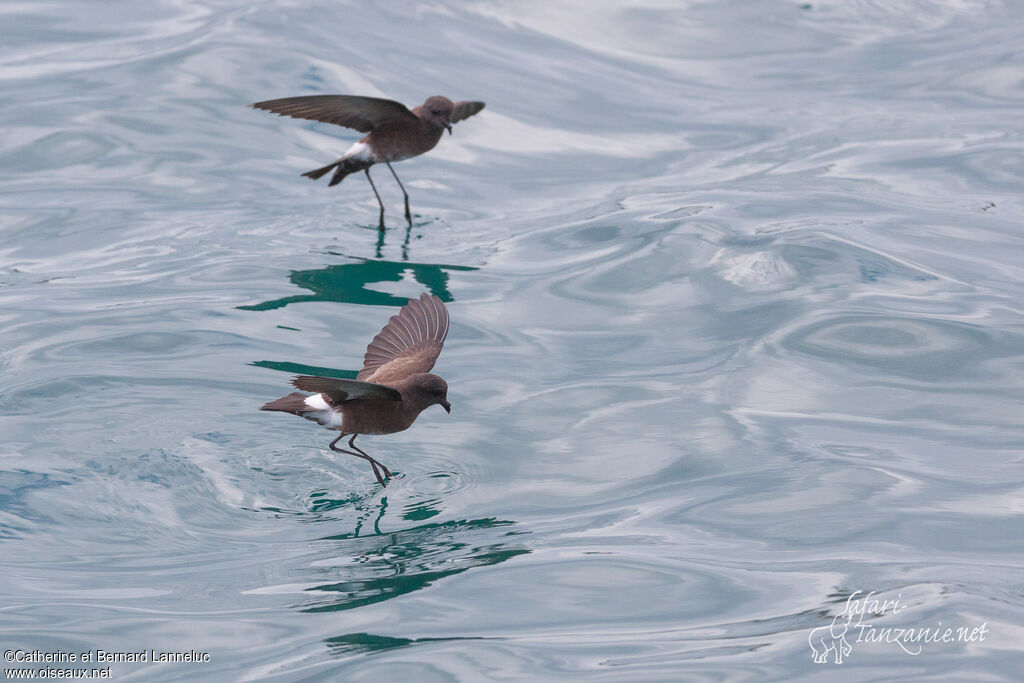 Océanite d'Elliotadulte, pêche/chasse