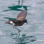 Elliot's Storm Petrel