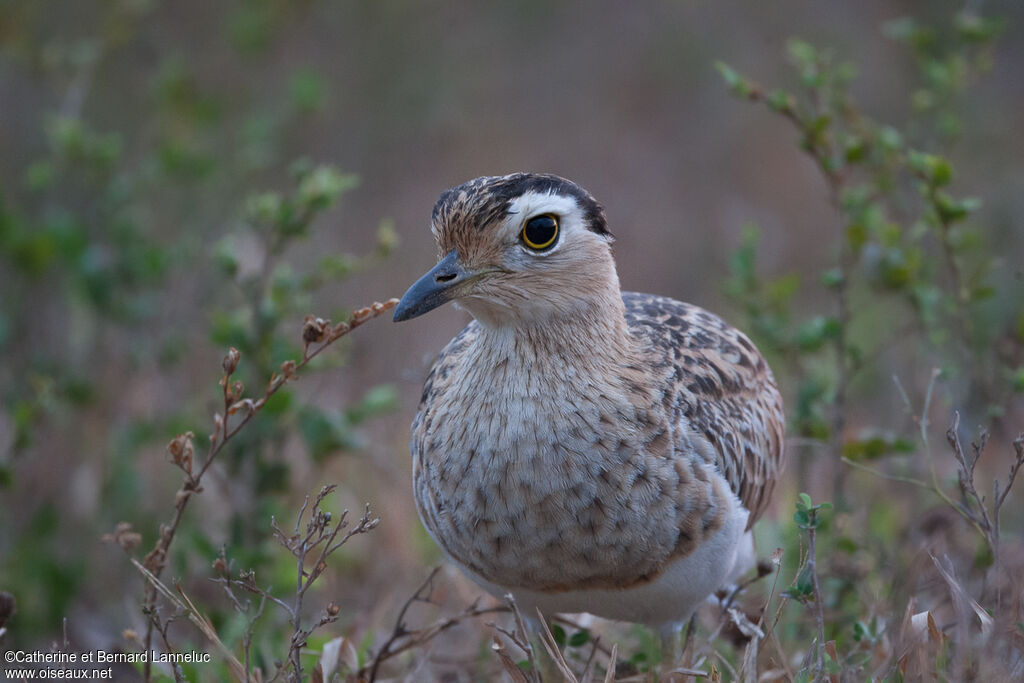 Double-striped Thick-kneeadult, identification