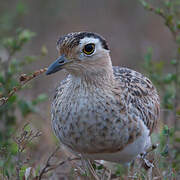 Double-striped Thick-knee