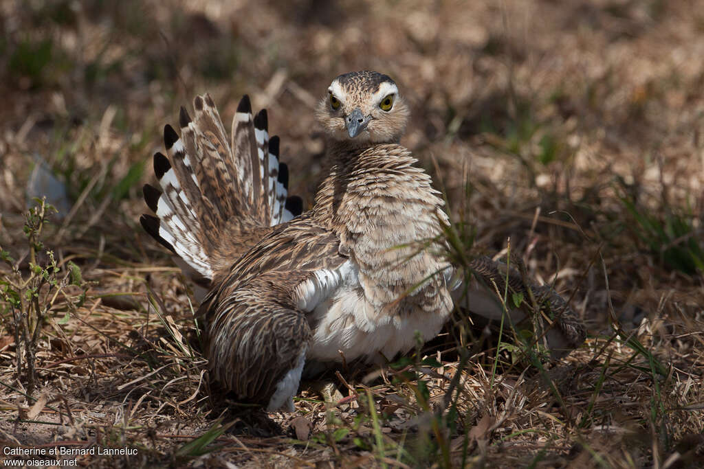 Double-striped Thick-kneeadult, pigmentation, Reproduction-nesting, Behaviour