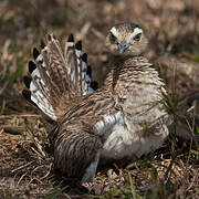 Double-striped Thick-knee