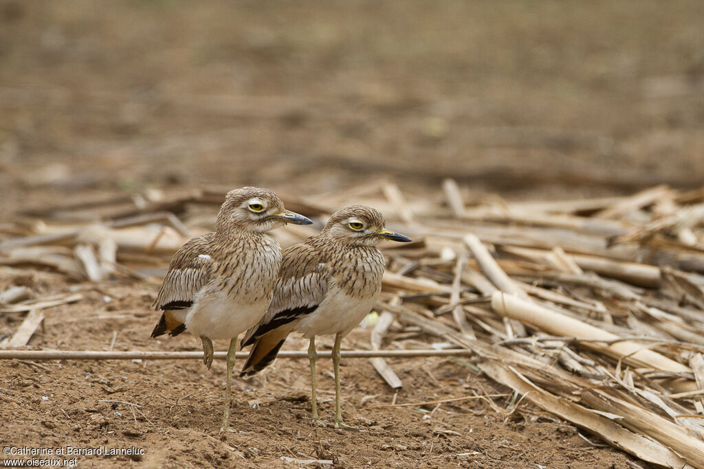 Senegal Thick-knee 