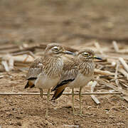 Senegal Thick-knee