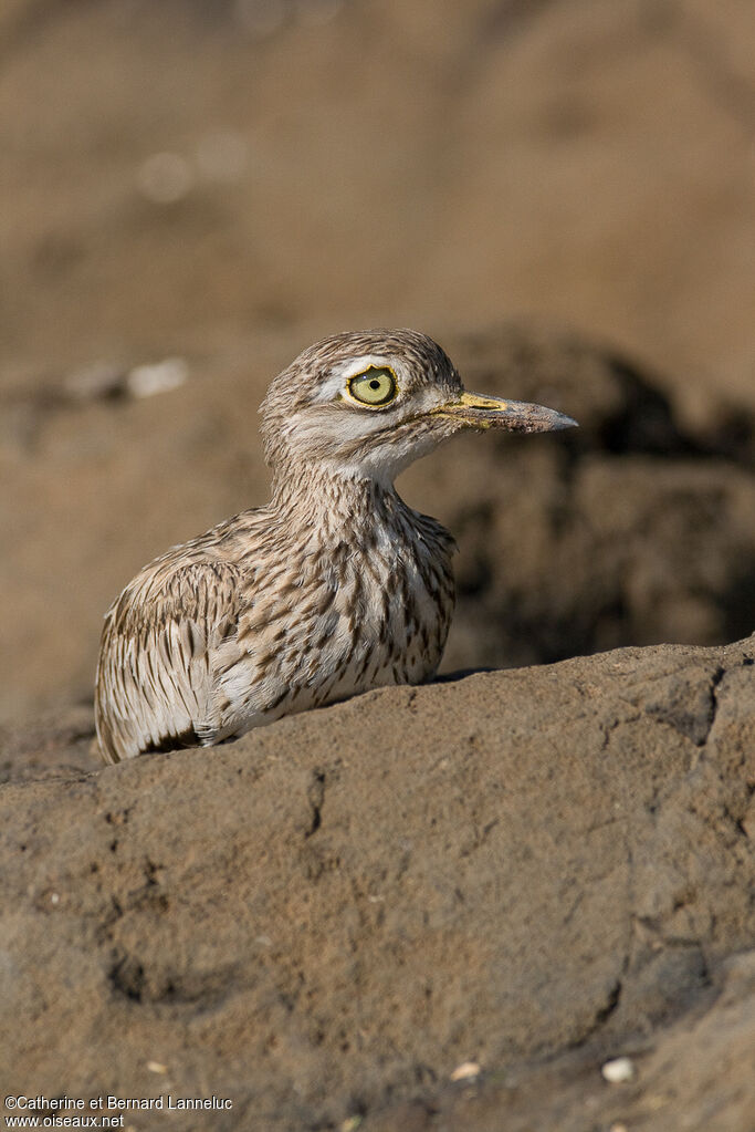 Senegal Thick-kneeadult, identification