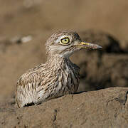 Senegal Thick-knee