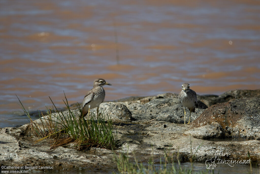 Senegal Thick-kneeadult, habitat