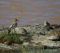 Senegal Thick-knee