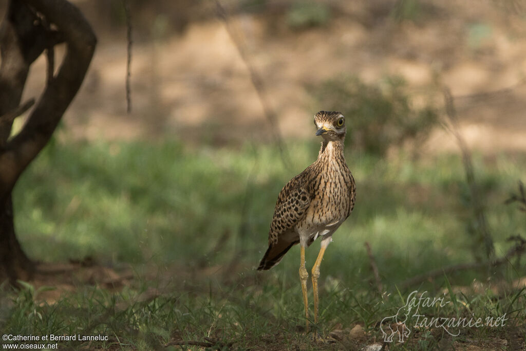 Spotted Thick-knee, habitat, Behaviour