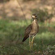 Spotted Thick-knee