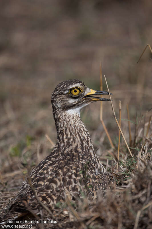 Spotted Thick-kneeadult, close-up portrait, Reproduction-nesting, Behaviour