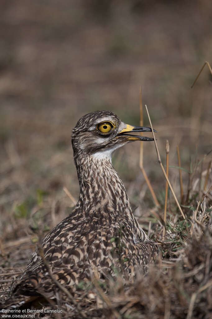 Spotted Thick-kneeadult, close-up portrait, Reproduction-nesting, Behaviour