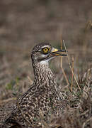 Spotted Thick-knee