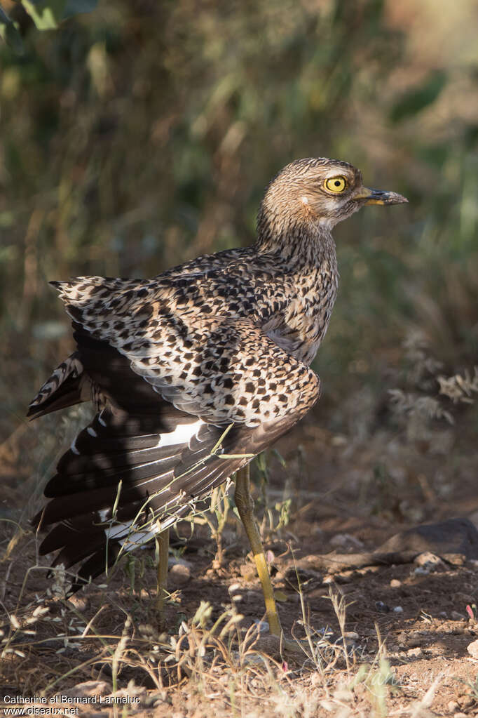 Spotted Thick-kneeadult, Reproduction-nesting, Behaviour