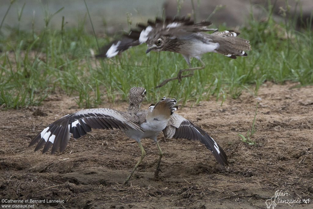 Water Thick-kneeadult, courting display, Reproduction-nesting