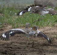 Water Thick-knee