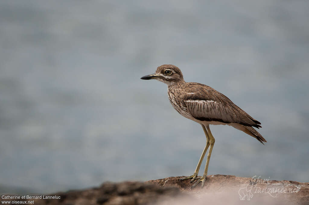 Water Thick-kneeadult, identification