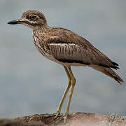 Water Thick-knee