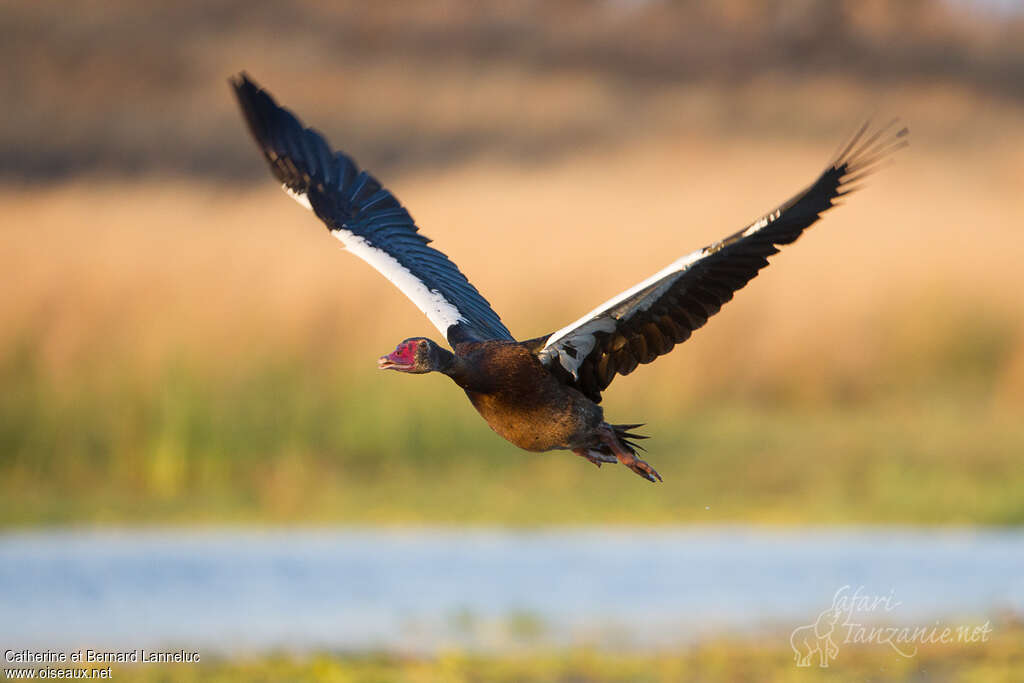 Spur-winged Gooseimmature, identification, Flight