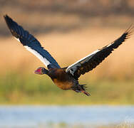 Spur-winged Goose