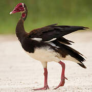 Spur-winged Goose