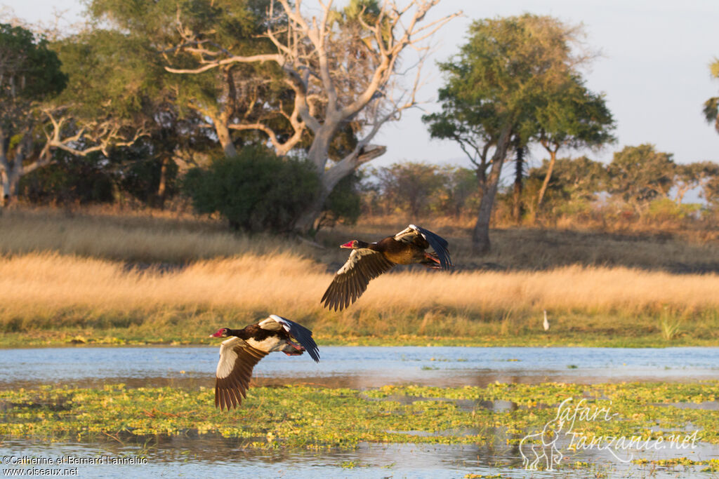 Spur-winged Gooseadult, habitat, Flight