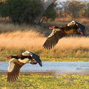 Spur-winged Goose