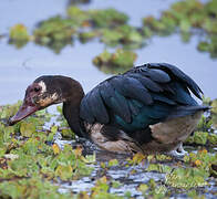 Spur-winged Goose