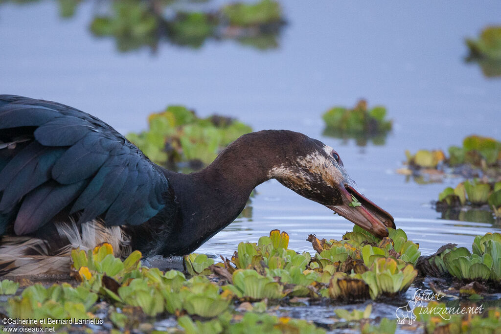 Spur-winged Gooseadult, eats