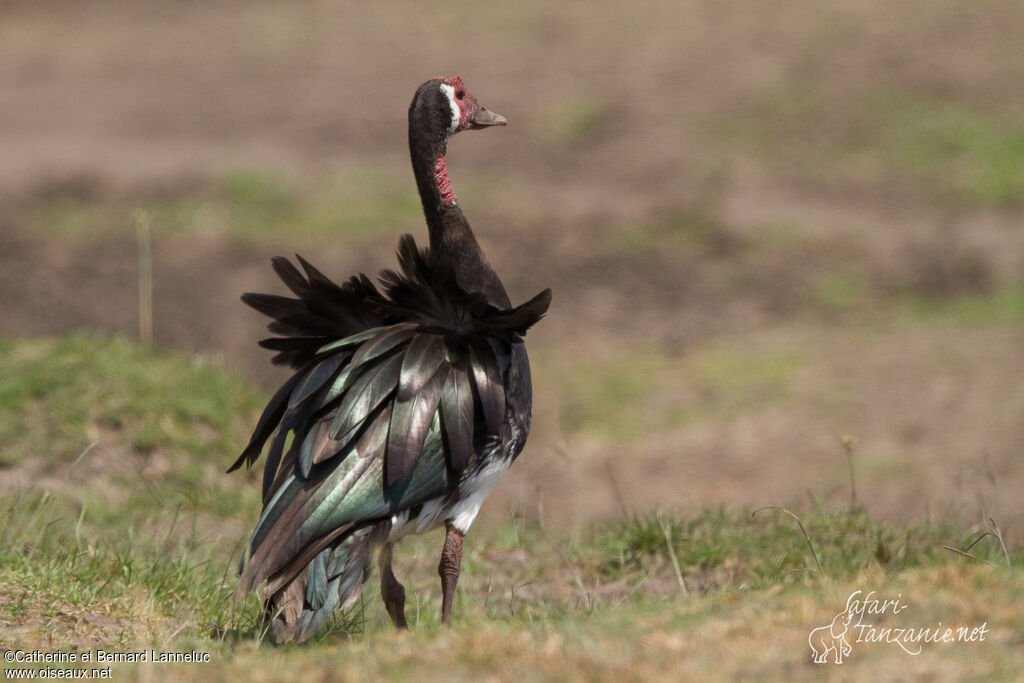 Spur-winged Goose male adult, aspect