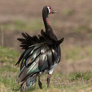 Spur-winged Goose