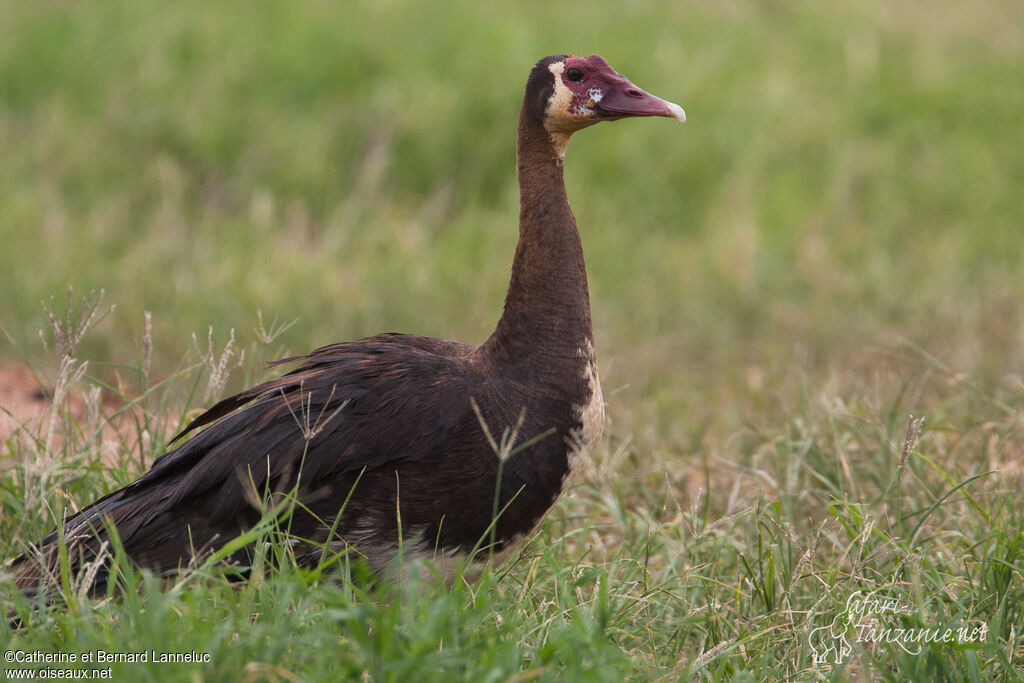 Oie-armée de Gambieadulte, identification