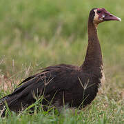 Spur-winged Goose