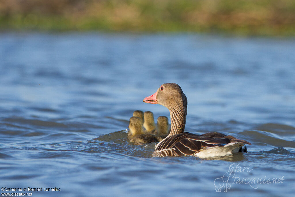 Greylag Goose