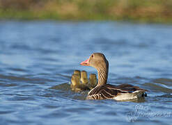 Greylag Goose