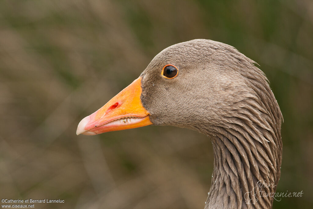 Greylag Goose