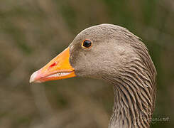 Greylag Goose