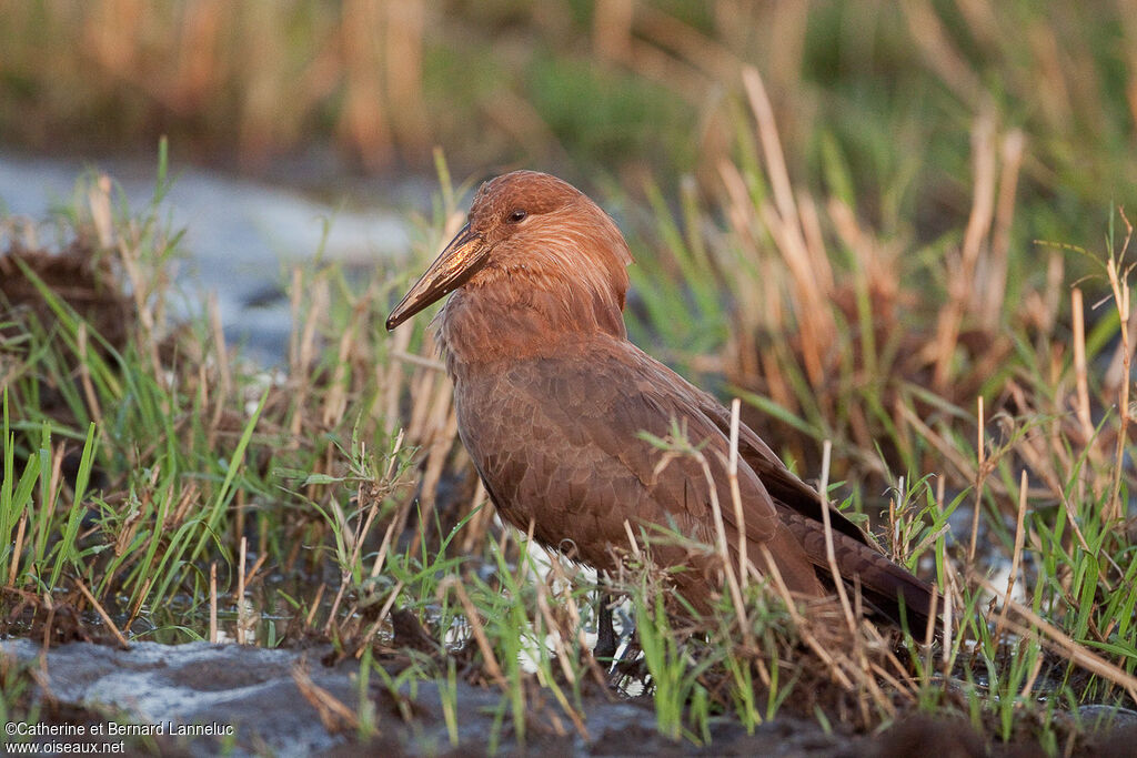 Ombrette africaineadulte, identification