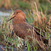 Hamerkop