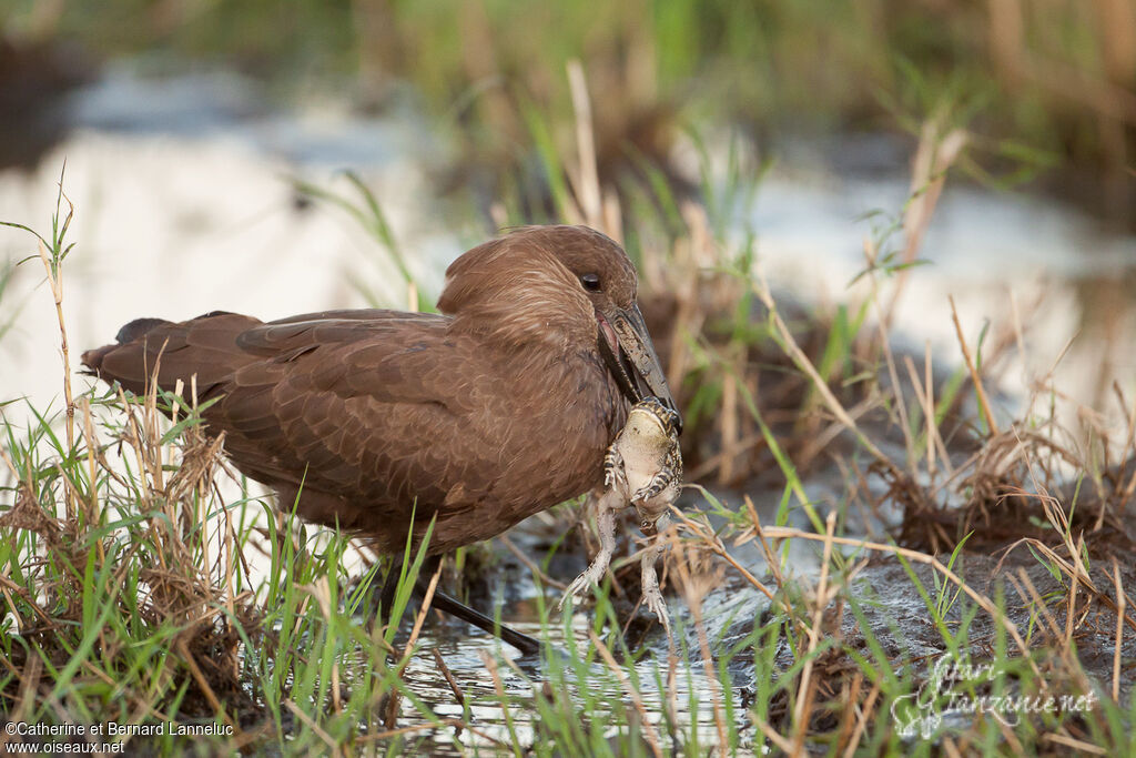 Hamerkop, feeding habits