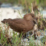 Hamerkop