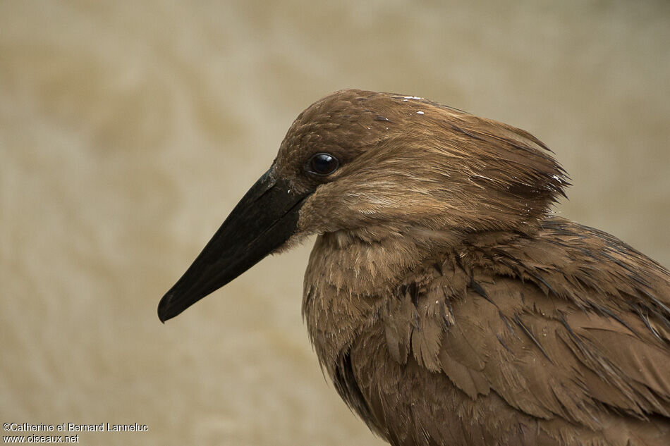 Hamerkopadult, close-up portrait