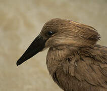 Hamerkop