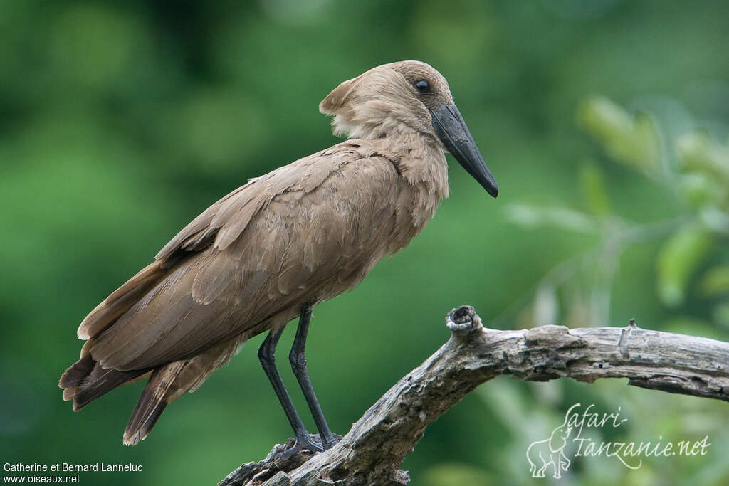 Ombrette africaineadulte, identification