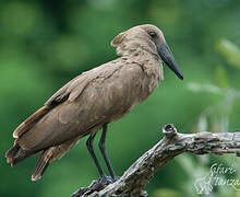 Hamerkop