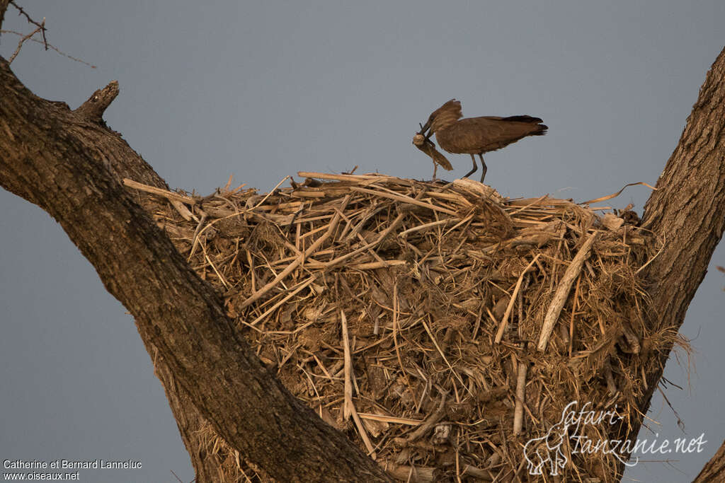 Hamerkopadult, Reproduction-nesting